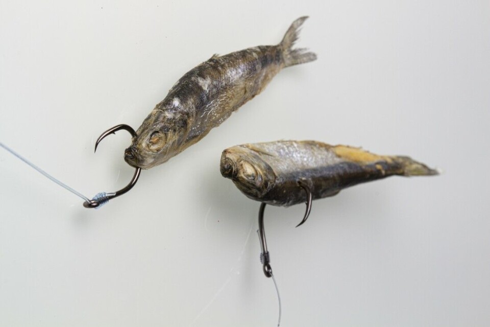 Hele agnfisk, slik som disse brislingene, har vært brukt så lenge vi mennesker har fisket med krok. Evnen til å lokke storfisk veier opp for bryderiet med å anskaffe og oppbevare agnet. Hele agnfisk, slik som disse brislingene, har vært brukt så lenge vi mennesker har fisket med krok. Evnen til å lokke storfisk veier opp for bryderiet med å anskaffe og oppbevare agnet.