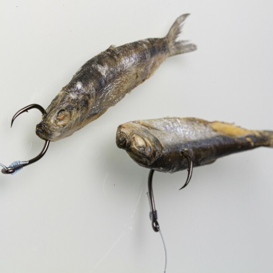 På fisketur med de levende døde