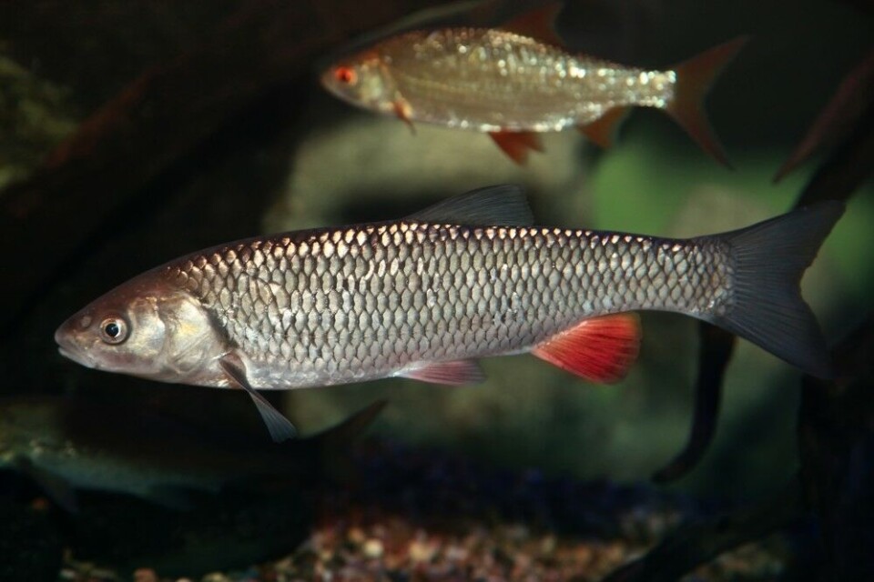 Stam (Squalius Stam (Squalius