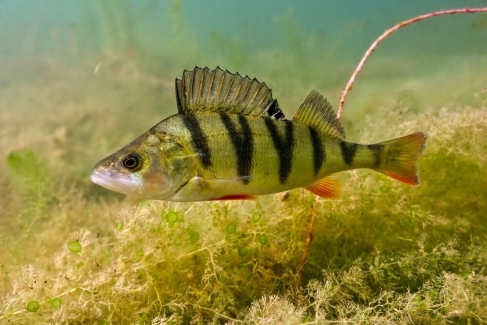 Abbor (Perca Abbor (Perca