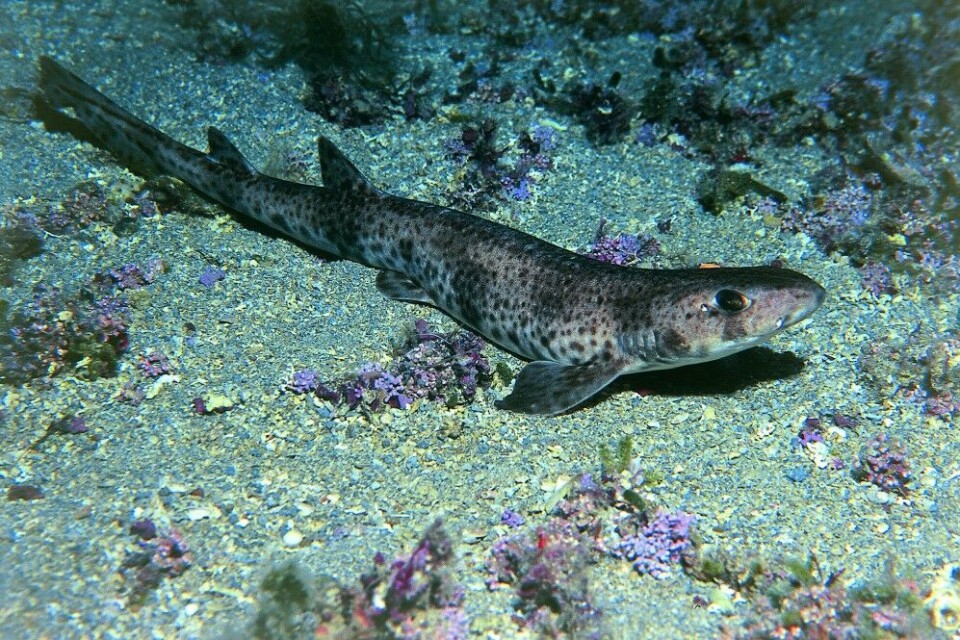 Småflekket rødhai (Scyliorhinus Småflekket rødhai (Scyliorhinus