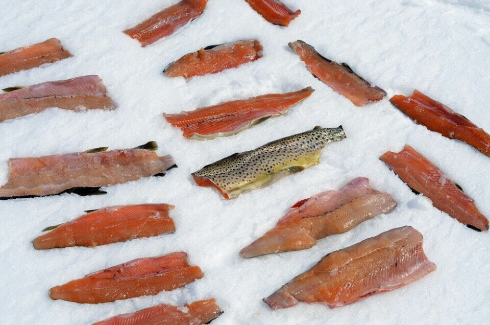 Det er ikke mye å utsette på kvaliteten på fisken i Tydalsfjella.