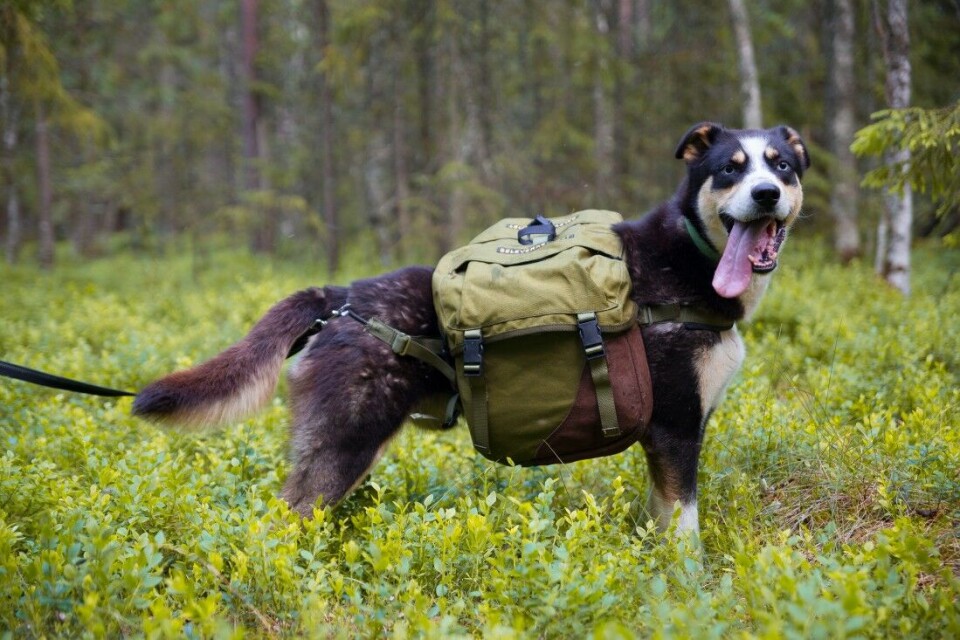 Hundekløv for langturer