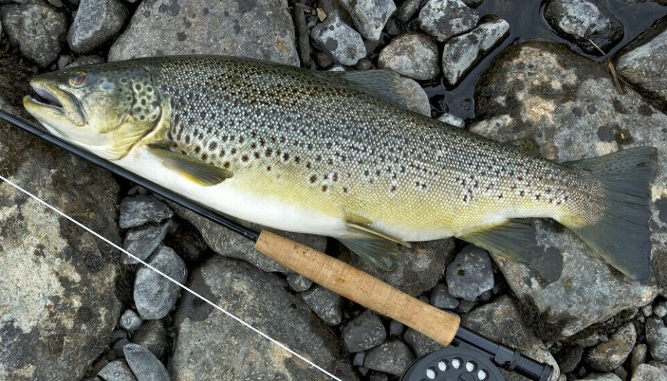 54,5 cm og 2550 gram. Bedre kan det nesten ikke bli. 54,5 cm og 2550 gram. Bedre kan det nesten ikke bli.