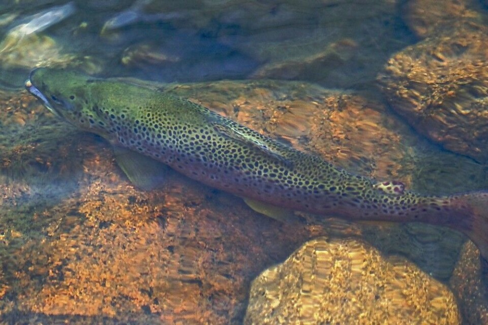 En stor ørret i gytedrakt hviler seg etter utsetting. Denne ble tatt i et vann uten naturlig gyting. Det settes svært få fisker der. Vannet voktes derfor som en statshemmelighet, og de som kjenner vannet tar ut få fisker. En stor ørret i gytedrakt hviler seg etter utsetting. Denne ble tatt i et vann uten naturlig gyting. Det settes svært få fisker der. Vannet voktes derfor som en statshemmelighet, og de som kjenner vannet tar ut få fisker.