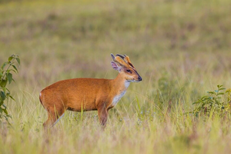 Også muntjac, et snodig lite hjortevilt, opprinnelig fra Asia, kan du treffe på i det sørlige England. Jakt på arten er krevende og foregår fortrinnsvis vinterstid. Også muntjac, et snodig lite hjortevilt, opprinnelig fra Asia, kan du treffe på i det sørlige England. Jakt på arten er krevende og foregår fortrinnsvis vinterstid.