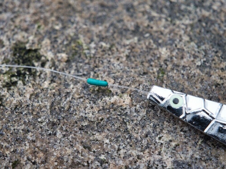 3. For å hindre at kroken bak sluken glir bort fra sluken, setter mange inn en gummi-duppstopper. Den vil også hindre dunkingen som kommer når kroken treffer sluken igjen, noe som kan gjøre det vanskelig å skille mellom dette dunket og reelle napp. 3-7cm er vanligst avstand ned til sluken. (Bilde 05) 3. For å hindre at kroken bak sluken glir bort fra sluken, setter mange inn en gummi-duppstopper. Den vil også hindre dunkingen som kommer når kroken treffer sluken igjen, noe som kan gjøre det vanskelig å skille mellom dette dunket og reelle napp. 3-7cm er vanligst avstand ned til sluken. (Bilde 05)