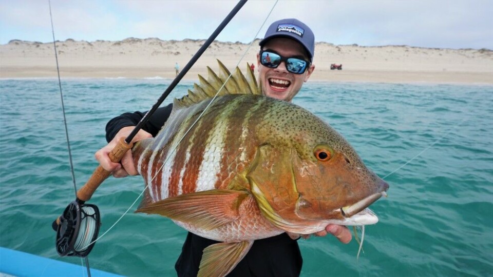 Stillehavskysten i Baja California er et av verdens mest artsrike havområder. Her ser vi en grouper vi fikk kontakt med da vi fisket fra båt. Stillehavskysten i Baja California er et av verdens mest artsrike havområder. Her ser vi en grouper vi fikk kontakt med da vi fisket fra båt.