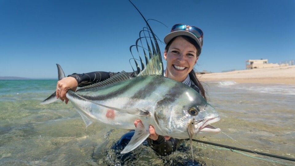 Roosterfish er i slekt med jacks, men skiller seg helt klart ut med den ekstreme ryggfinnen. Roosterfish er i slekt med jacks, men skiller seg helt klart ut med den ekstreme ryggfinnen.