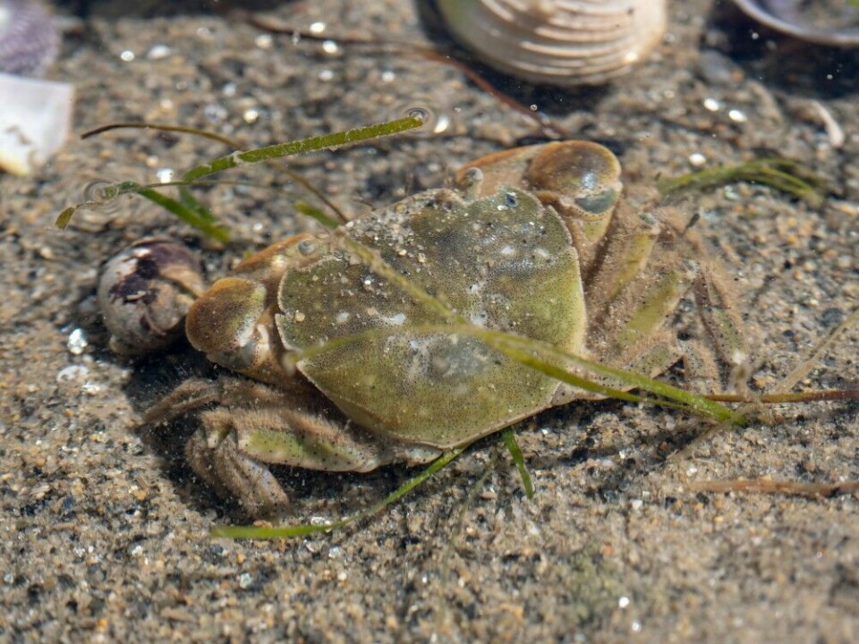Krabber finnes i forskjellige størrelser og fasonger ute på grunnene, og de blir spist av både fugl og fisk.