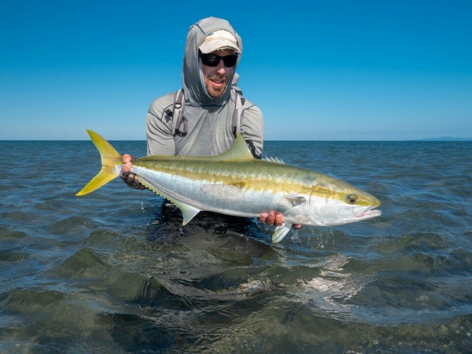 KingfishYellowtail kingfish er en form for taggmakrell i samme overordnede familie som den mer kjente Giant Trevally. Kingfish er en skikkelig rovfisk. De kan bli opptil 50 kg, men individene som svømmer rundt på grunnene er som regel «småfisk» mellom 5–10 kg.Kingfish har et noe spesielt forhold til pilskater. KingfishYellowtail kingfish er en form for taggmakrell i samme overordnede familie som den mer kjente Giant Trevally. Kingfish er en skikkelig rovfisk. De kan bli opptil 50 kg, men individene som svømmer rundt på grunnene er som regel «småfisk» mellom 5–10 kg.Kingfish har et noe spesielt forhold til pilskater.