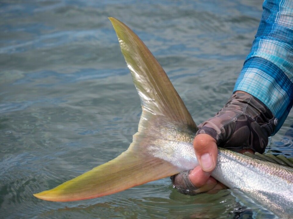 Den gule halefinnen sørger for god framdrift hos fisken og høy puls hos fluefiskere som ser den stikke opp av vannet. Den gule halefinnen sørger for god framdrift hos fisken og høy puls hos fluefiskere som ser den stikke opp av vannet.