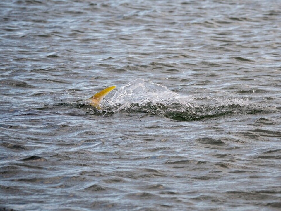 Når kingfish’en jakter på grunt vann, kan man ofte se den gule halefinnen bryte overflaten.