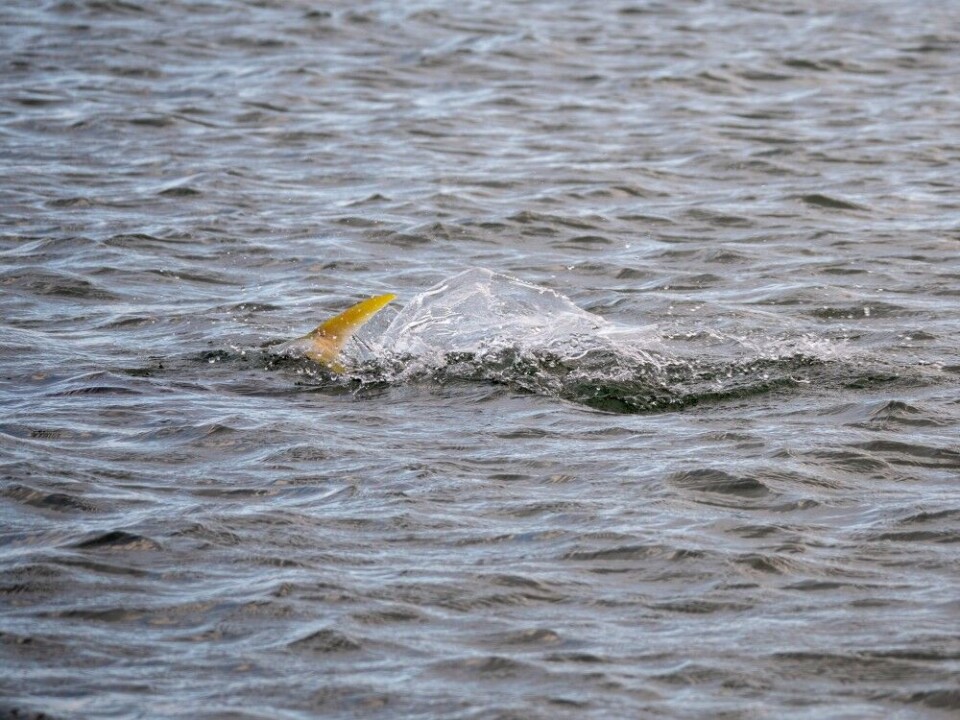Når kingfish’en jakter på grunt vann, kan man ofte se den gule halefinnen bryte overflaten. Når kingfish’en jakter på grunt vann, kan man ofte se den gule halefinnen bryte overflaten.