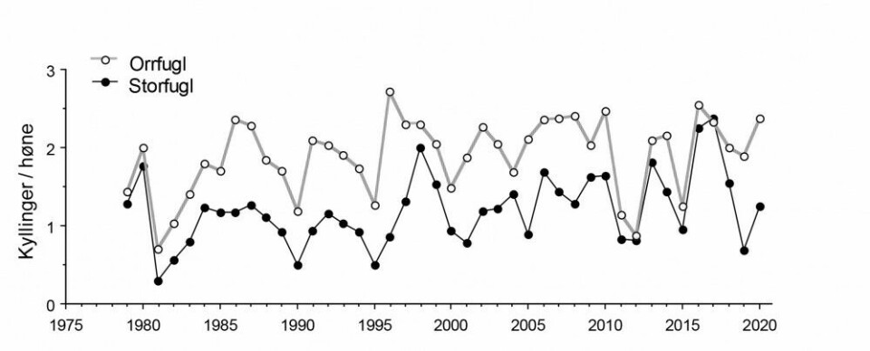 Kyllingproduksjonen (antall kyllinger per høne) hos orrfugl og storfugl på Varaldskogen 1979‐2020.