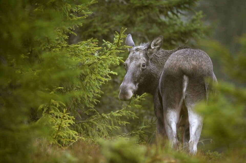 Ungdyr eller ku? Hodet er ganske smalt og kort, og dermed ikke typisk ku. Samtidig ser vi at nakken er tjukk, magen «buler» ut, bogen har dybde og hoftene er runde. Dette er ei voksen ku – og kalven sto like ved i det bildet ble tatt. Ungdyr eller ku? Hodet er ganske smalt og kort, og dermed ikke typisk ku. Samtidig ser vi at nakken er tjukk, magen «buler» ut, bogen har dybde og hoftene er runde. Dette er ei voksen ku – og kalven sto like ved i det bildet ble tatt.