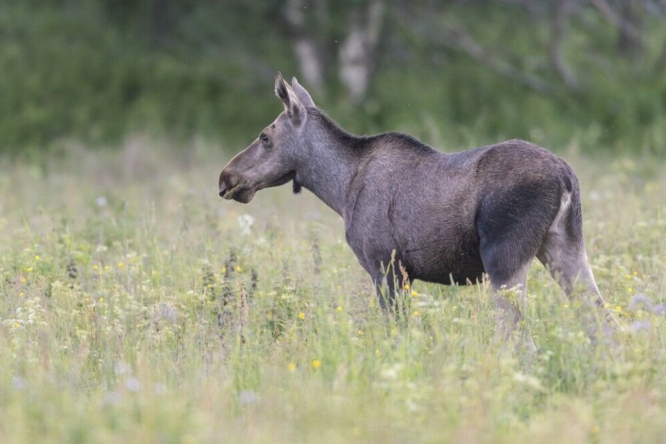 Dette er ei voksen ku. (Hun har sommerpels, som er litt kortere og brunere enn høstpelsen.) Det som tilsier voksen ku, er kroppen, både lengden, dybden i buk og bog, og lengden i nakke og hode. Man kan likevel bli lurt av at hun ikke er veldig tung i kroppen – og ikke har lang «hengeleppe». Hun er også ganske smal i nakken. Dette er ei voksen ku. (Hun har sommerpels, som er litt kortere og brunere enn høstpelsen.) Det som tilsier voksen ku, er kroppen, både lengden, dybden i buk og bog, og lengden i nakke og hode. Man kan likevel bli lurt av at hun ikke er veldig tung i kroppen – og ikke har lang «hengeleppe». Hun er også ganske smal i nakken.