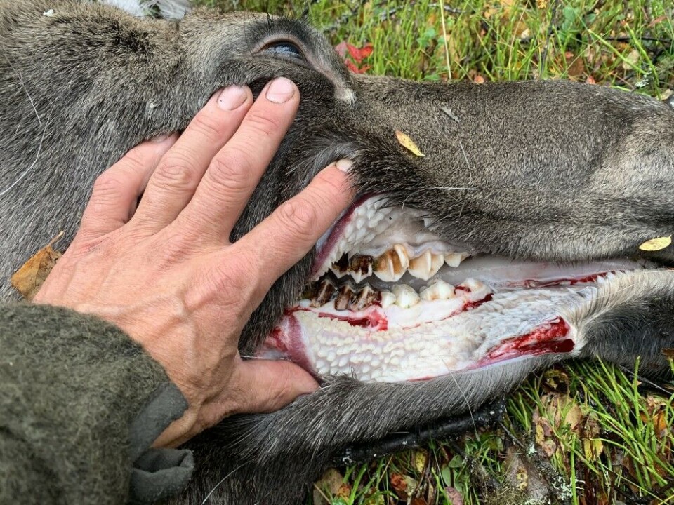 5) 1,5-åring, tidlig utviklet: Denne er også enkel: Vi ser tydelig at tennene fra nr. 1–3 er helt nye, og at tann nr. 3 er todelt. 5) 1,5-åring, tidlig utviklet: Denne er også enkel: Vi ser tydelig at tennene fra nr. 1–3 er helt nye, og at tann nr. 3 er todelt.
