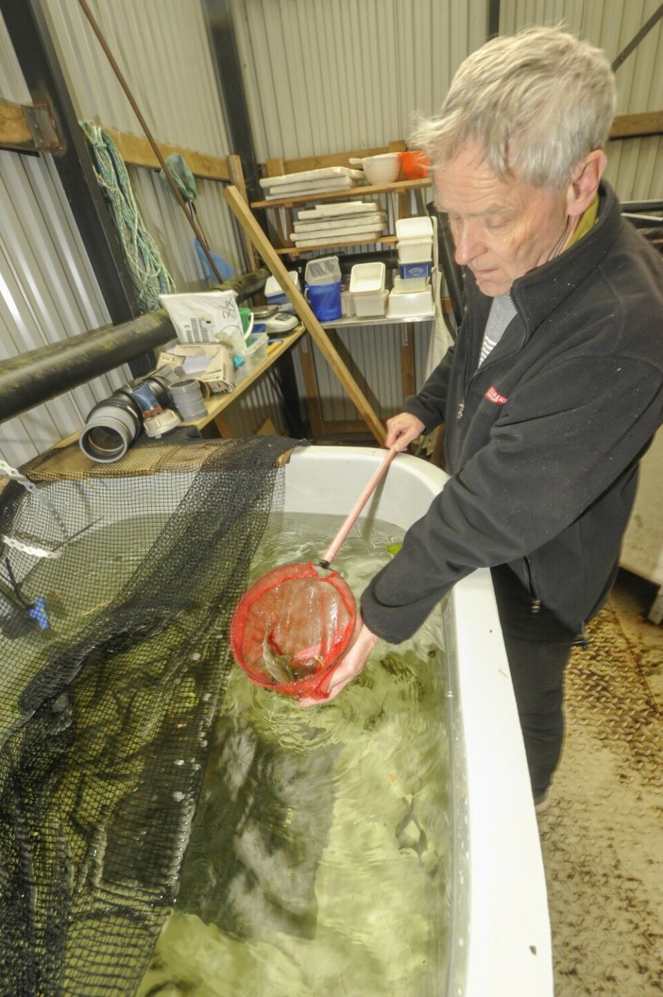 Dale klekkeri produserer opp til 20.000 smolt årlig, men det er rognplanting som er den viktigste kultiveringen. Dale klekkeri produserer opp til 20.000 smolt årlig, men det er rognplanting som er den viktigste kultiveringen.