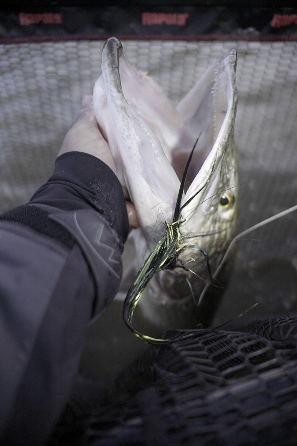 En brun og gullfarget flue gjorde susen. Se opp for gjeddas hvasse tenner. Husk også at store gjedder er viktige individer i økosystemet, og ikke egner seg til mat grunnet høyt innhold av miljøgifter. En brun og gullfarget flue gjorde susen. Se opp for gjeddas hvasse tenner. Husk også at store gjedder er viktige individer i økosystemet, og ikke egner seg til mat grunnet høyt innhold av miljøgifter.