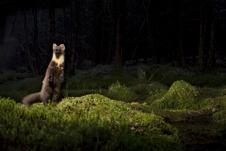 Som en røver med mørk maske står måren på to bein på myra inne i skogen. Som en røver med mørk maske står måren på to bein på myra inne i skogen.