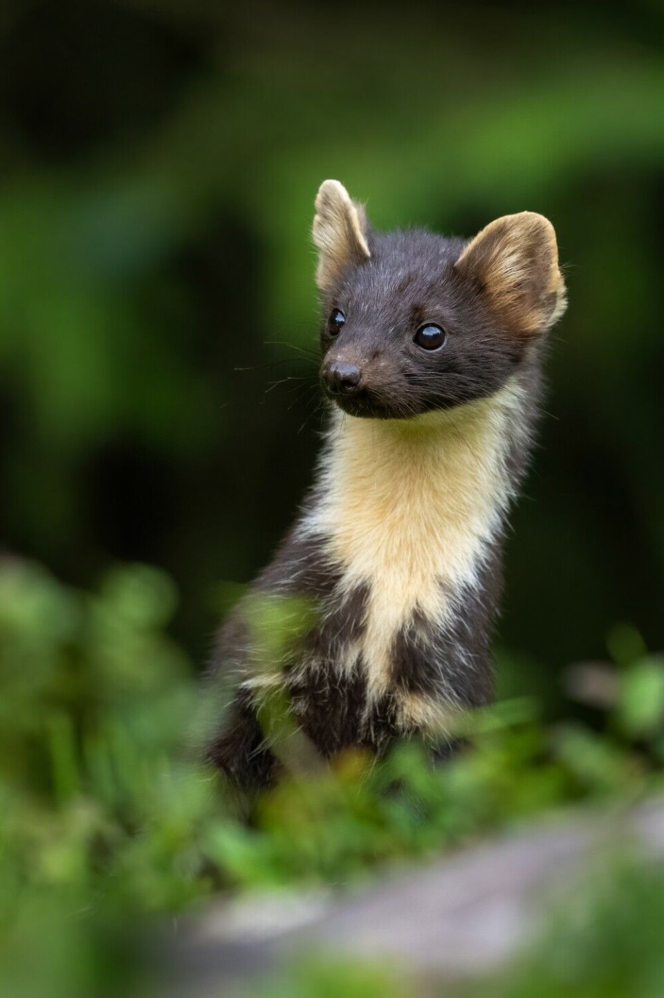Sommerstid er det mulig å fotografere mår i naturlig lys uten blits. Arten trenger tid for å venne seg til lukten av tobeinte, men med jevn innsats og stor tålmodighet er det mulig å lykkes. Ha øyne og ører med deg, fordi småfuglene ofte varsler når måren er i anmarsj. Sommerstid er det mulig å fotografere mår i naturlig lys uten blits. Arten trenger tid for å venne seg til lukten av tobeinte, men med jevn innsats og stor tålmodighet er det mulig å lykkes. Ha øyne og ører med deg, fordi småfuglene ofte varsler når måren er i anmarsj.