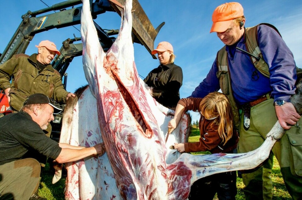 Skjære ned elgen selv i høst? Jakt & Fiskes kokk, Finn Edvin Hansen, viser deg hvordan. Elgen på dette bildet ble felt i Vegårdshei i 2009.
