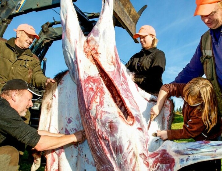 Slik parterer du elg og hjort