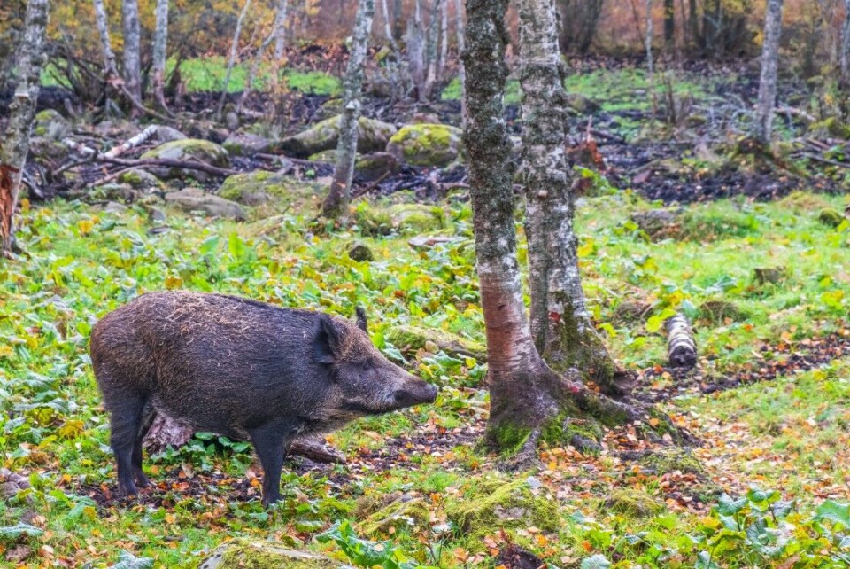 Mye tyder på at antall villvin i Norge er på vei ned.Områder som ennå ikke har hatt villsvin etablerer likevel grunneiersamarbeid. Mye tyder på at antall villvin i Norge er på vei ned.Områder som ennå ikke har hatt villsvin etablerer likevel grunneiersamarbeid.