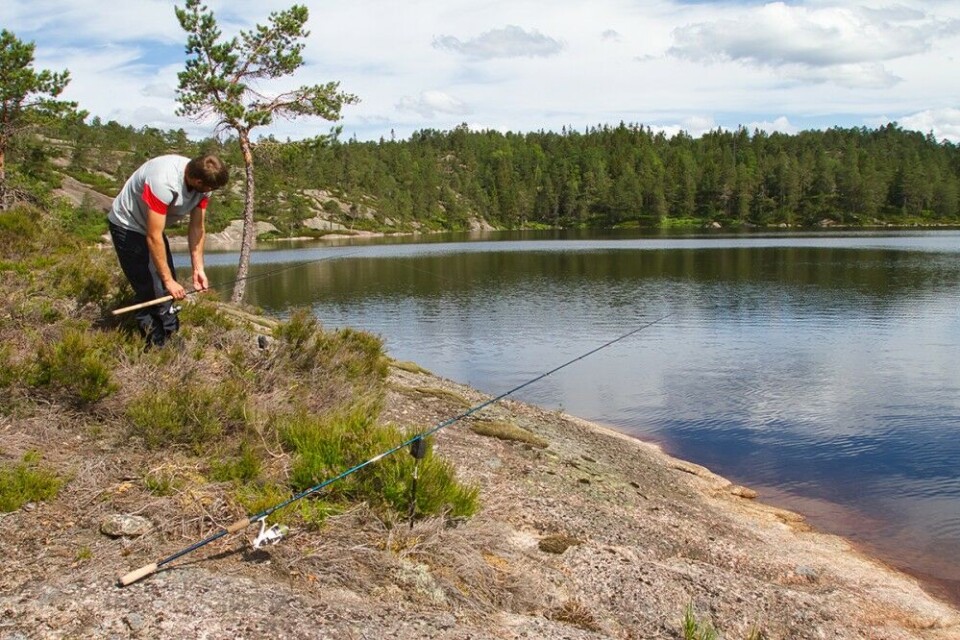 Agnfiske er det eneste statiske fisket av de tre teknikkene vi presenterer, imens kan du fiske aktivt med en annen stang. Her settes det ut to markstenger i nappvarslere. Agnfiske er det eneste statiske fisket av de tre teknikkene vi presenterer, imens kan du fiske aktivt med en annen stang. Her settes det ut to markstenger i nappvarslere.