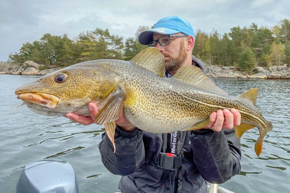 Mye tyder på at kysttorsken i sør både har økt i antall og størrelse, ifølge fiskeguide Ryan Marchese. Mye tyder på at kysttorsken i sør både har økt i antall og størrelse, ifølge fiskeguide Ryan Marchese.