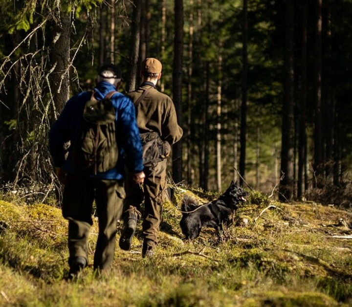 Slik lykkes du med bandhund