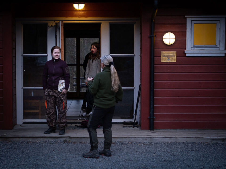Den som vil lykkes med å smyge innpå elgen, bør stå opp tidlig. Den som vil lykkes med å smyge innpå elgen, bør stå opp tidlig.