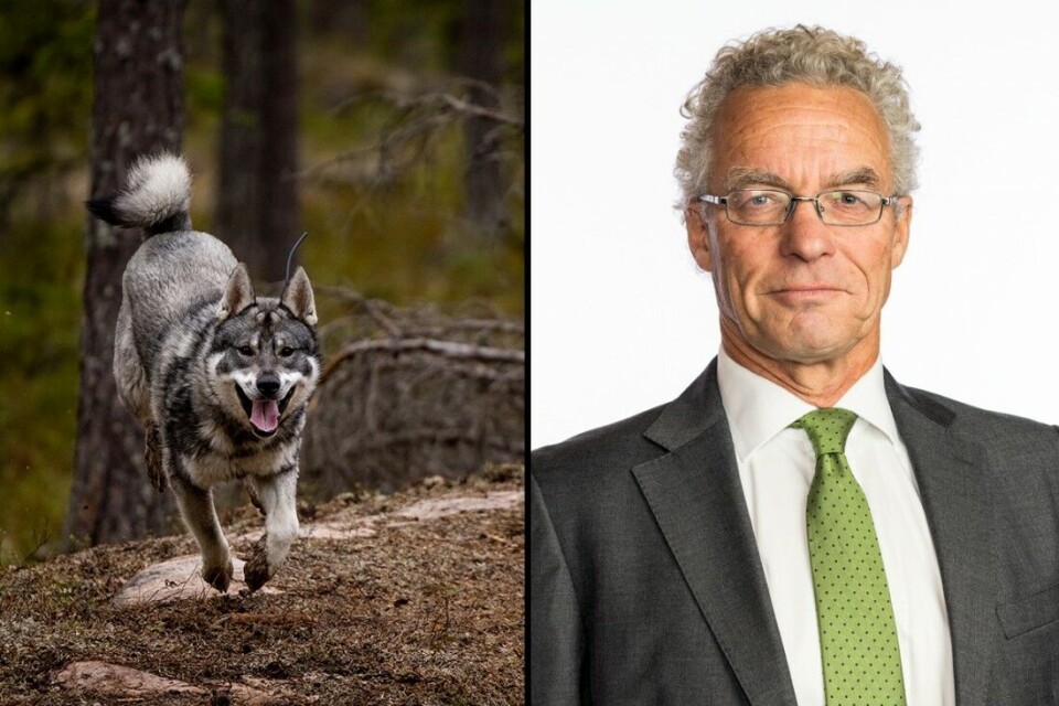 Rasmus Hansson (MDG), fremmet forslag om å presisere at kommunene må holde seg innenfor lovverket når det skal lages en veileder til den nye hundeloven. Forslaget, som ble fremmet etter innspill fra NJFF, ble sablet ned i Stortinget. Illustrasjonsfoto: Jo Straube / Innfelt Rasmus Hansson (MDG), fremmet forslag om å presisere at kommunene må holde seg innenfor lovverket når det skal lages en veileder til den nye hundeloven. Forslaget, som ble fremmet etter innspill fra NJFF, ble sablet ned i Stortinget. Illustrasjonsfoto: Jo Straube / Innfelt