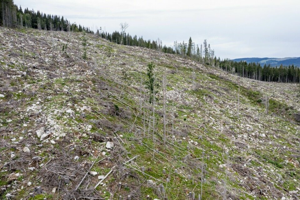 Kjetil Skogens framstilling av skogbruket bidrar ikke til NJFF-medlemmers jaktadgang, skriver Fredrik Braathen i sitt leserinnlegg.
