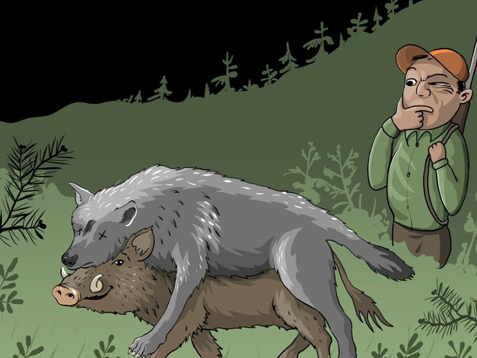 Hvem har svin på skogen?