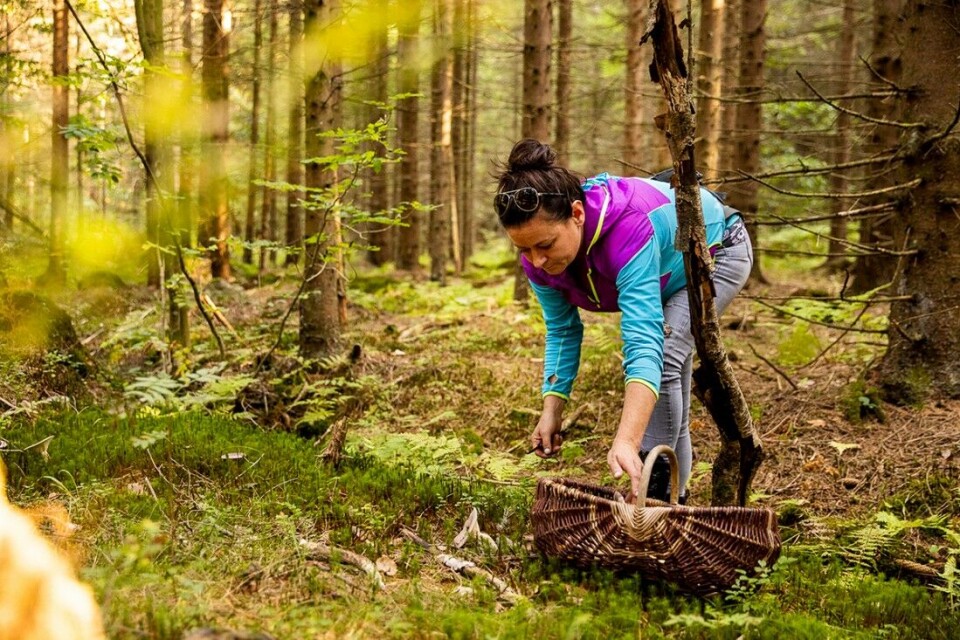 Monica Tvede er profesjonell soppsanker, og gir bort sine beste tips til Jakt & Fiskes lesere. Monica Tvede er profesjonell soppsanker, og gir bort sine beste tips til Jakt & Fiskes lesere.