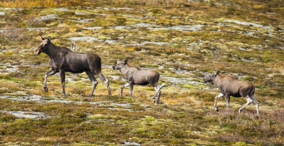 Ei elgkolle med to kalver kommer luntende forbi posten, uten å ense jegeren som sitter klar. Ei elgkolle med to kalver kommer luntende forbi posten, uten å ense jegeren som sitter klar.