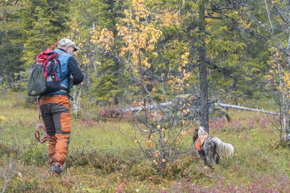 Skogsfugljakt – tips og triks