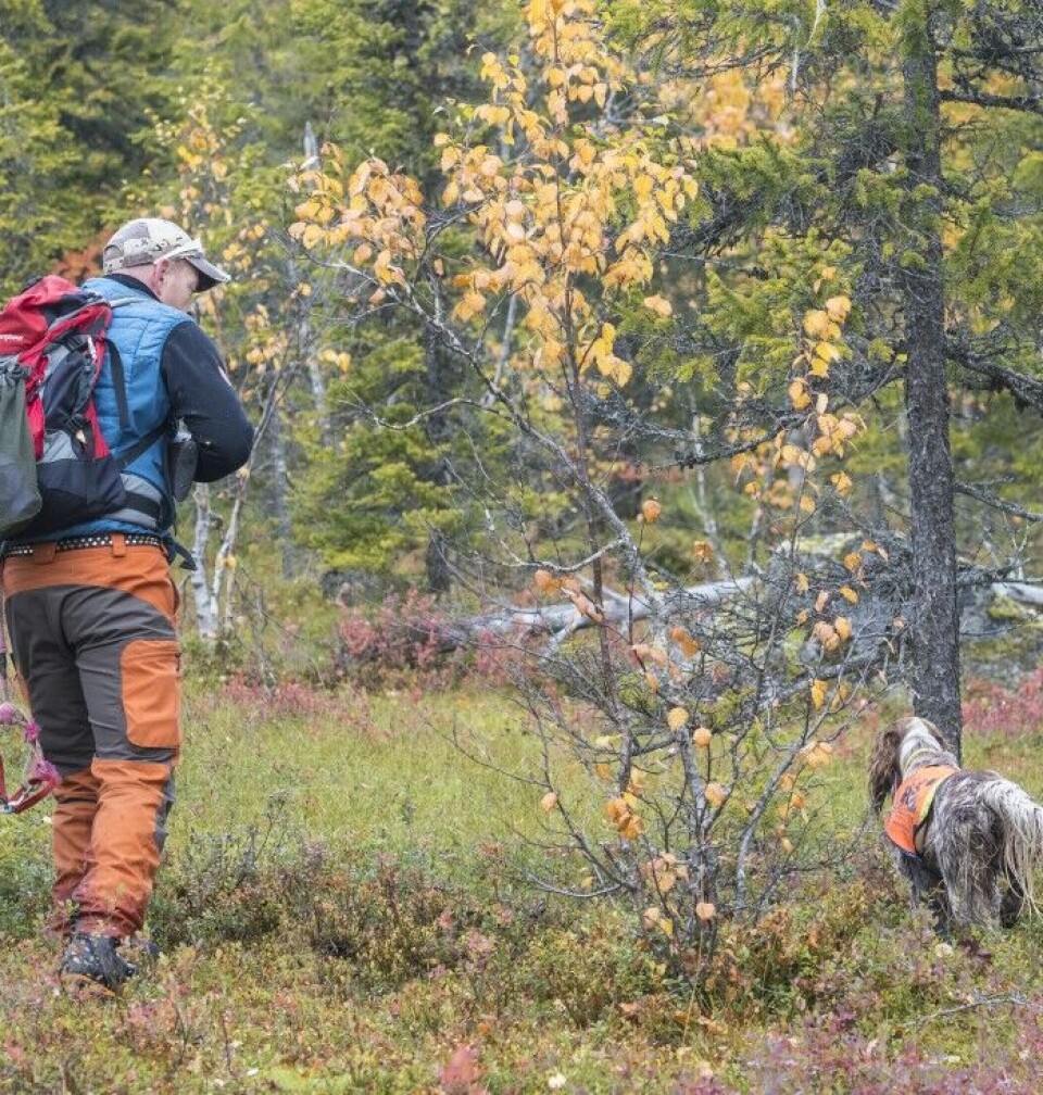 Skogsfugljakt – tips og triks