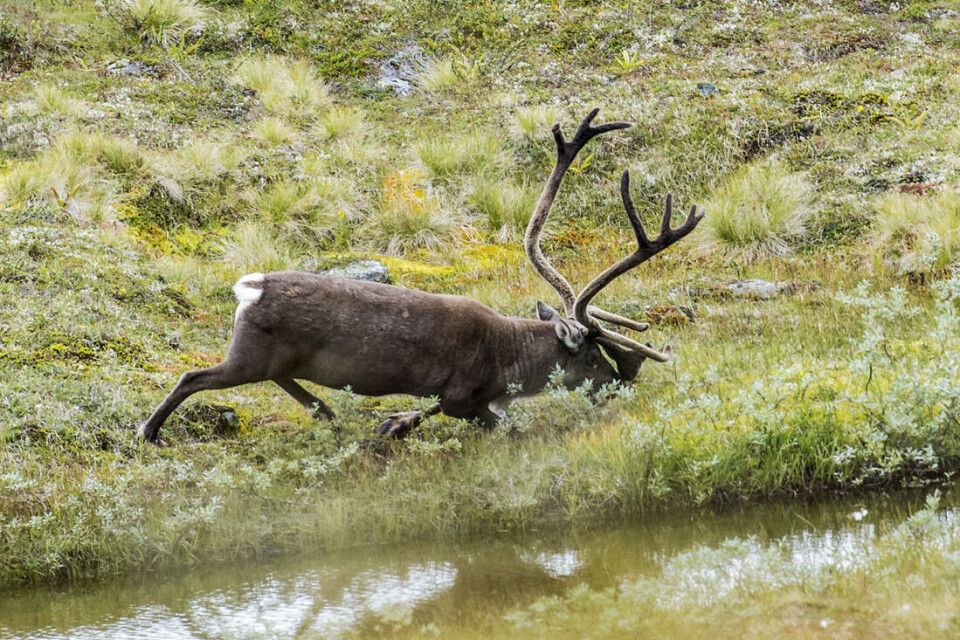 Jeg aksepterer ikke at en villrein med et hjerteskudd er skadeskutt, uansett hvor langt den måtte løpe etter skuddet før den går over ende, påpeker artikkelforfatteren. Jeg aksepterer ikke at en villrein med et hjerteskudd er skadeskutt, uansett hvor langt den måtte løpe etter skuddet før den går over ende, påpeker artikkelforfatteren.