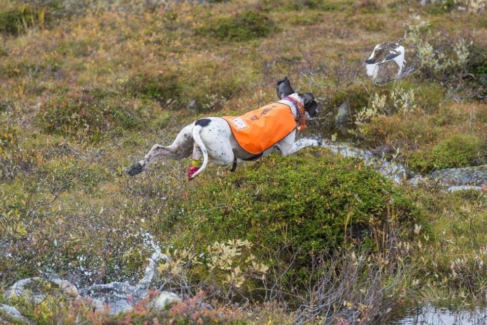 Mang en fuglehund sliter med å beholde roen når rypene letter. Om det er viktig for deg at hunden gjør alt etter boka, og du har planer om å starte på jaktprøver, bør nyinnlæring og generalisering av dressurmomenter være unnagjort før dere stryker til fjells. Mang en fuglehund sliter med å beholde roen når rypene letter. Om det er viktig for deg at hunden gjør alt etter boka, og du har planer om å starte på jaktprøver, bør nyinnlæring og generalisering av dressurmomenter være unnagjort før dere stryker til fjells.