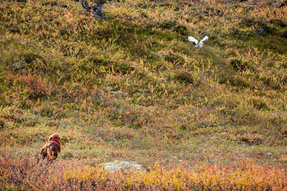 Vi har samlet (nesten) alt du trenger å vite om rypejakt. Vi har samlet (nesten) alt du trenger å vite om rypejakt.