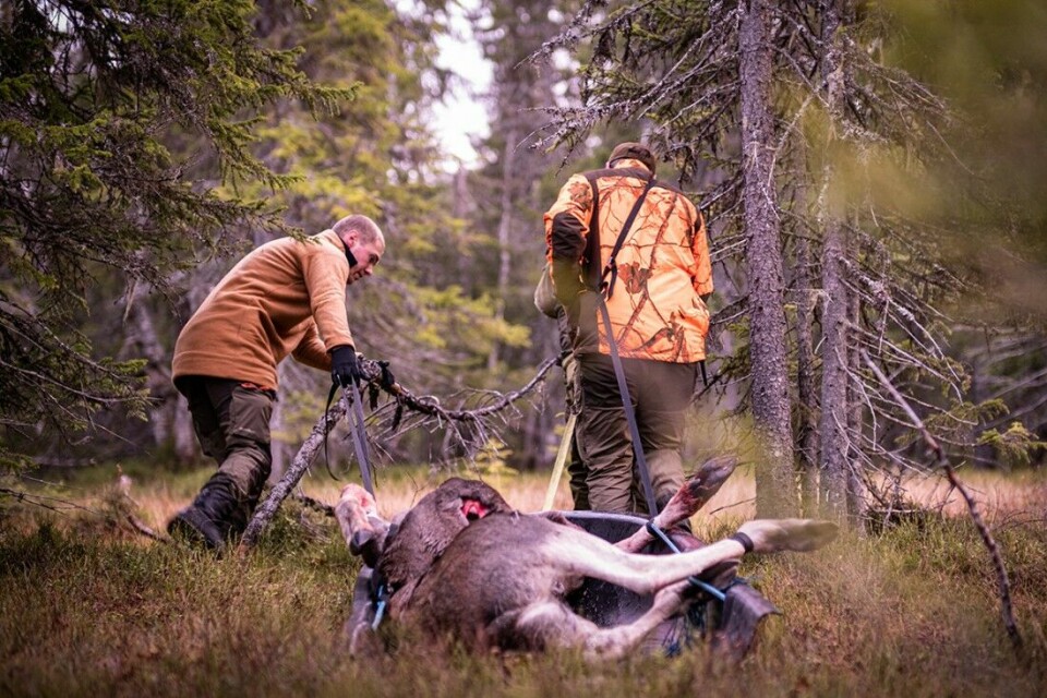 Trekningslistene for elg- og hjortejakt hos Statskog er klare. Er ditt jaktlag blant de heldige?