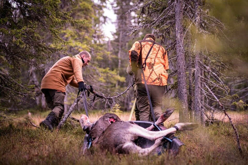 Trekningslistene for elg- og hjortejakt hos Statskog er klare. Er ditt jaktlag blant de heldige? Trekningslistene for elg- og hjortejakt hos Statskog er klare. Er ditt jaktlag blant de heldige?