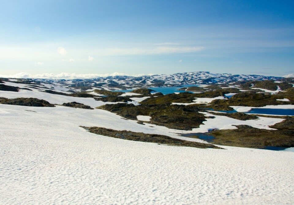 Grunneiere vurderer jaktnekt på Hardangervidda