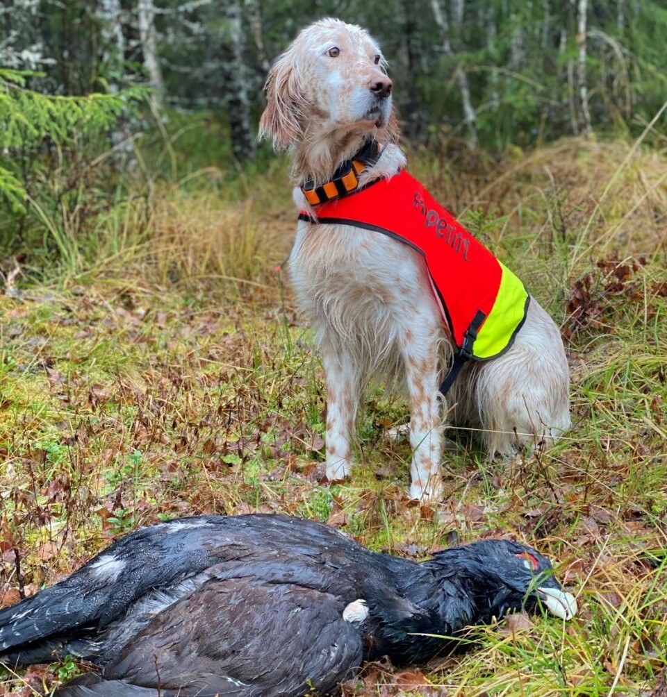 I høst skjøt Ole Morten Rømo denne tiurruggen på 5,442 kilo. I høst skjøt Ole Morten Rømo denne tiurruggen på 5,442 kilo.