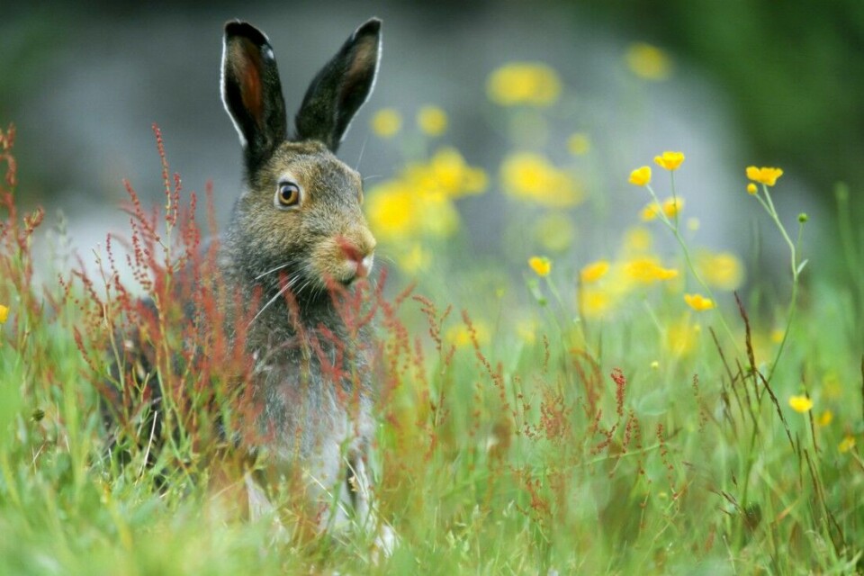 Haren klarer seg godt i det meste av landet, skal man tro landets harejegere.