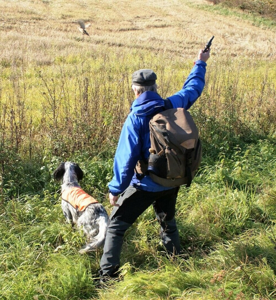 I Norge settes det ut fasan og rapphøns kun med henblikk på trening og prøving av fuglehunder. Dette bildet er tatt i Sverige, og viser en treningssituasjon. I Norge settes det ut fasan og rapphøns kun med henblikk på trening og prøving av fuglehunder. Dette bildet er tatt i Sverige, og viser en treningssituasjon.