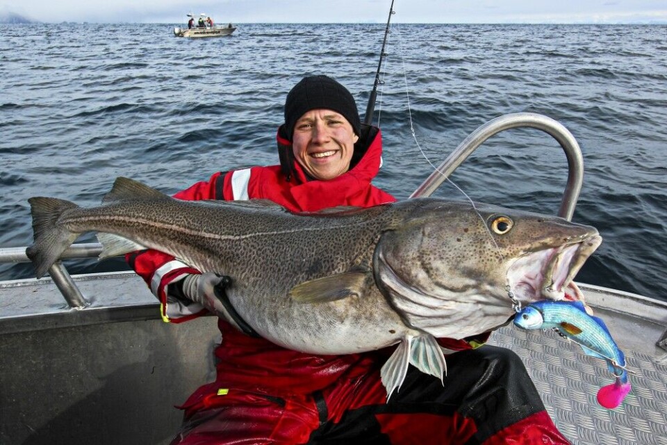 Fiskeguide Erix Axner med en gigatorsk på hele 30,8kg tatt på en Westin Big Bob saltvanns shad. De store shadene har en myk og svært bevegelig kropp som gjør dem ypperlige til stor pelagisk torsk. Fiskeguide Erix Axner med en gigatorsk på hele 30,8kg tatt på en Westin Big Bob saltvanns shad. De store shadene har en myk og svært bevegelig kropp som gjør dem ypperlige til stor pelagisk torsk.